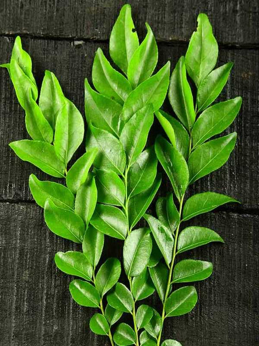 Fresh Curry Leaves   20Gm - Apna Indian Bazaar